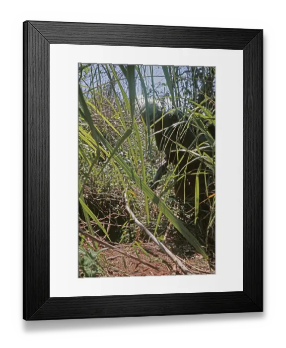 Framed Print : US Military Patrol, Vietnam War Framed Print : US Military Patrol, Vietnam War