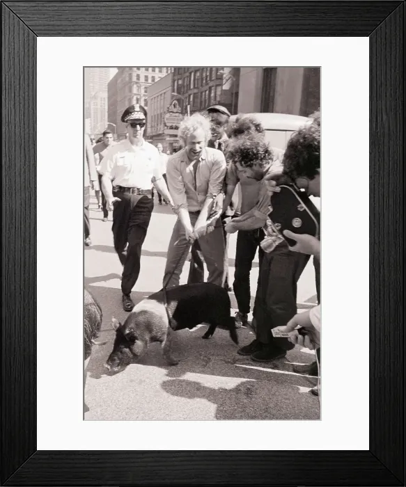 Framed Print : Yippies with Pig at Democratic Convention Framed Print : Yippies with Pig at Democratic Convention
