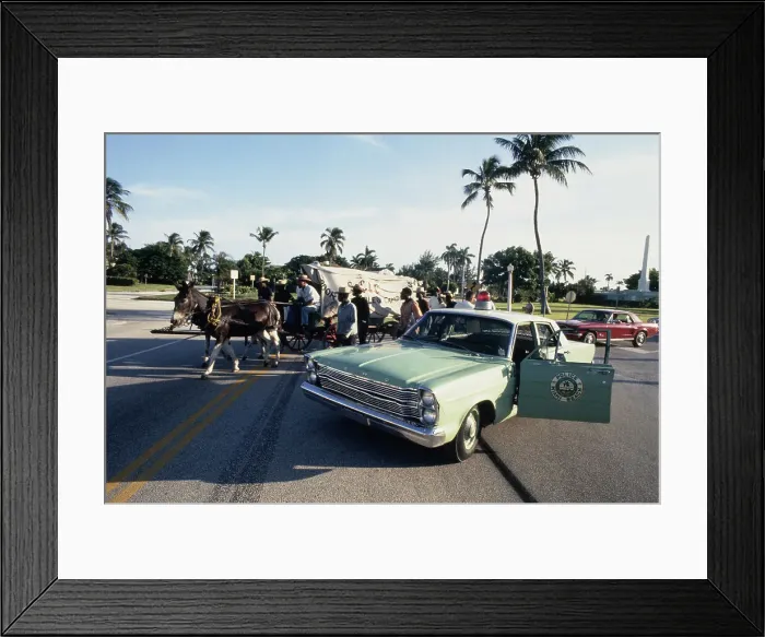 Framed Print : Mule And Wagon Framed Print : Mule And Wagon