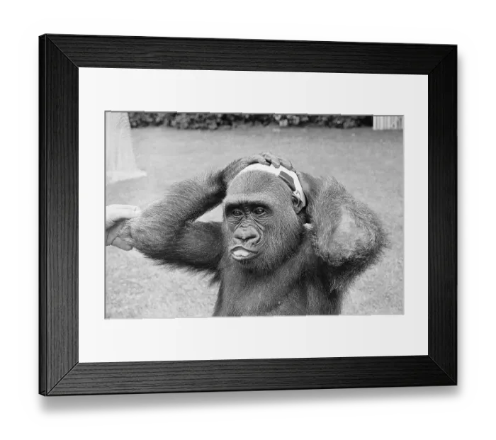 Framed Print : Gorilla Smashing Soccer Ball on Head Framed Print : Gorilla Smashing Soccer Ball on Head