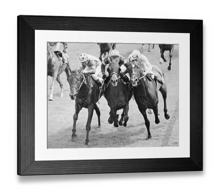 Framed Print : Horses Running Neck to Neck in Photo Finish Race Framed Print : Horses Running Neck to Neck in Photo Finish Race