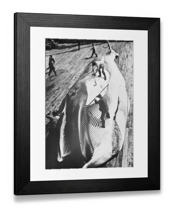Framed Print : A Whale of a Job Framed Print : A Whale of a Job