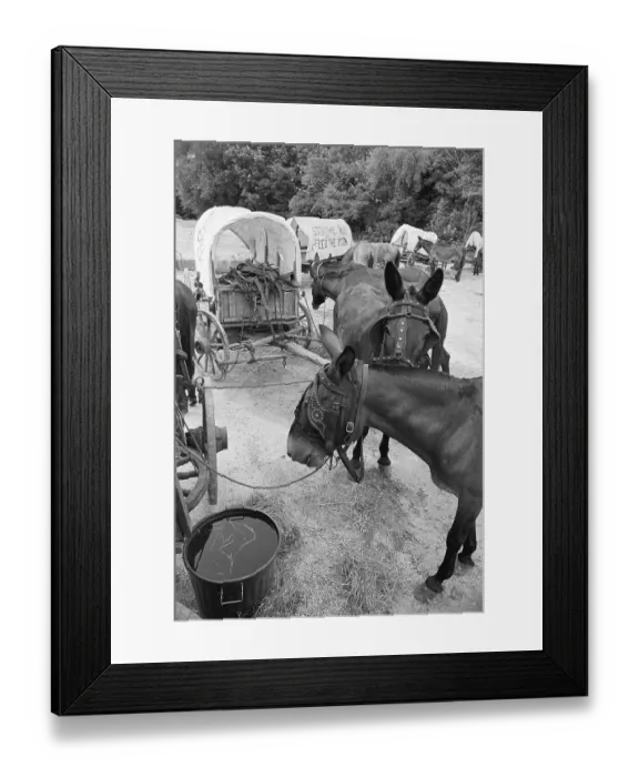 Framed Print : Mules Eating Hay W / Carts In Background Framed Print : Mules Eating Hay W / Carts In Background