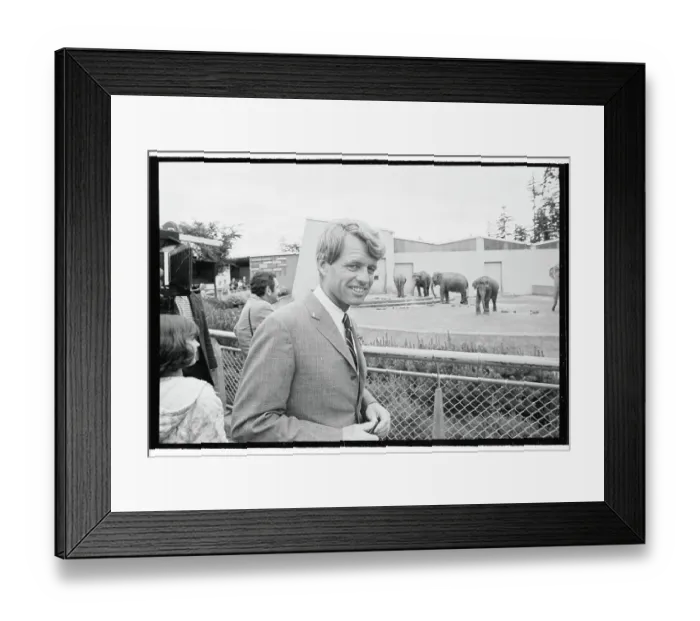 Framed Print : Robert F. Kennedy Standing at Fence Near Elephants Framed Print : Robert F. Kennedy Standing at Fence Near Elephants