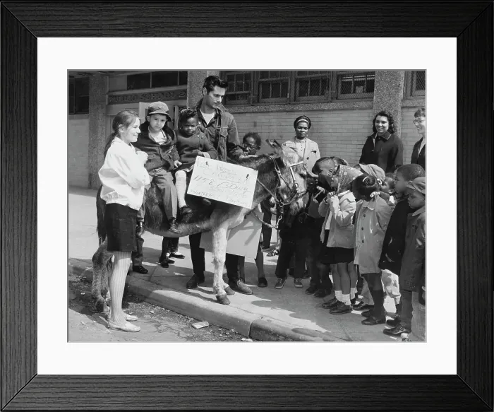 Framed Print : Randy The Donkey, Harlem