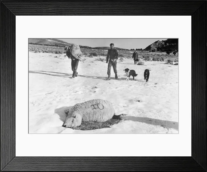Framed Print : Basque Sheepherder Carrying Sheep Framed Print : Basque Sheepherder Carrying Sheep