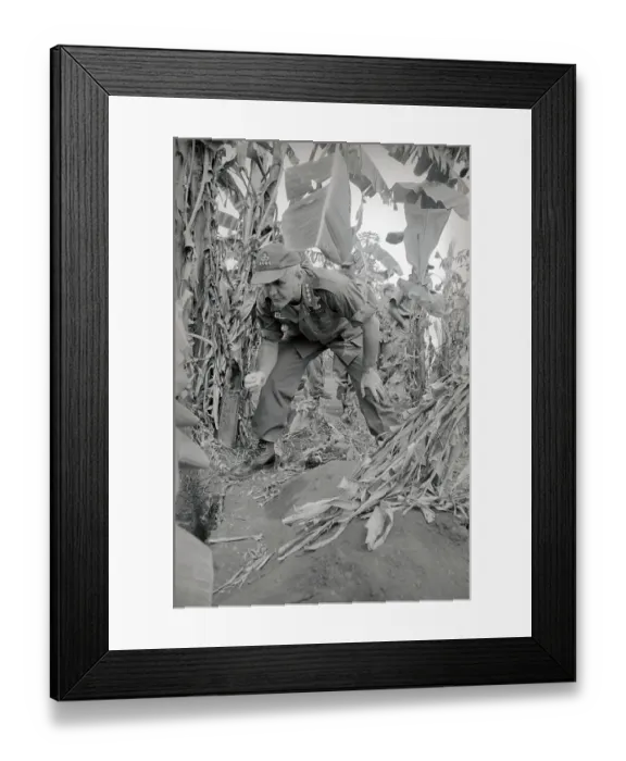Framed Print : General William Westmoreland Bending in Field Framed Print : General William Westmoreland Bending in Field