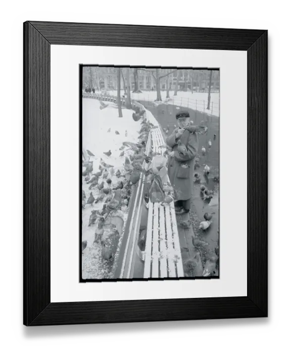 Framed Print : Dr. Dolittle Feeding Pigeons Framed Print : Dr. Dolittle Feeding Pigeons