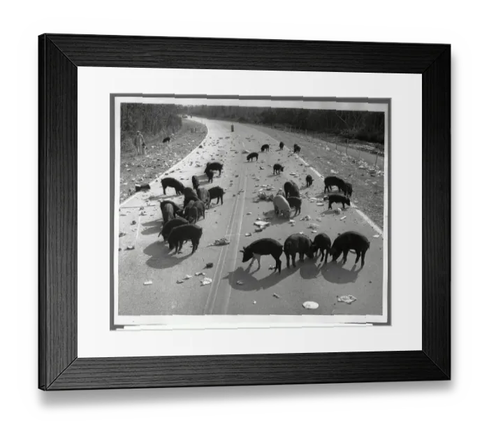 Framed Print : Pigs Milling on Litter-Strewn Road Framed Print : Pigs Milling on Litter-Strewn Road