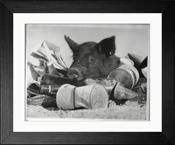 Framed Print : Pig Sleeping on Garbage Framed Print : Pig Sleeping on Garbage