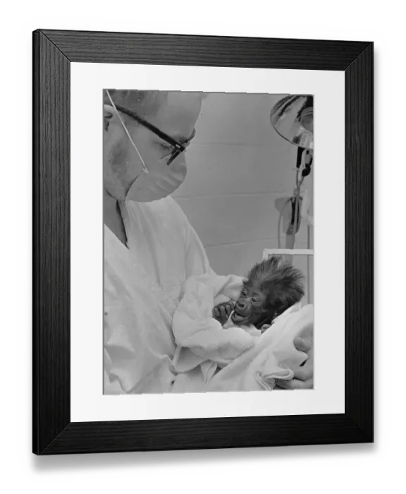 Framed Print : Doctor Cradling Baby Gorilla Framed Print : Doctor Cradling Baby Gorilla
