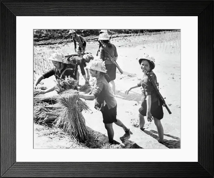 Framed Print : Female Vietnamese Soldiers Planting Rice Framed Print : Female Vietnamese Soldiers Planting Rice