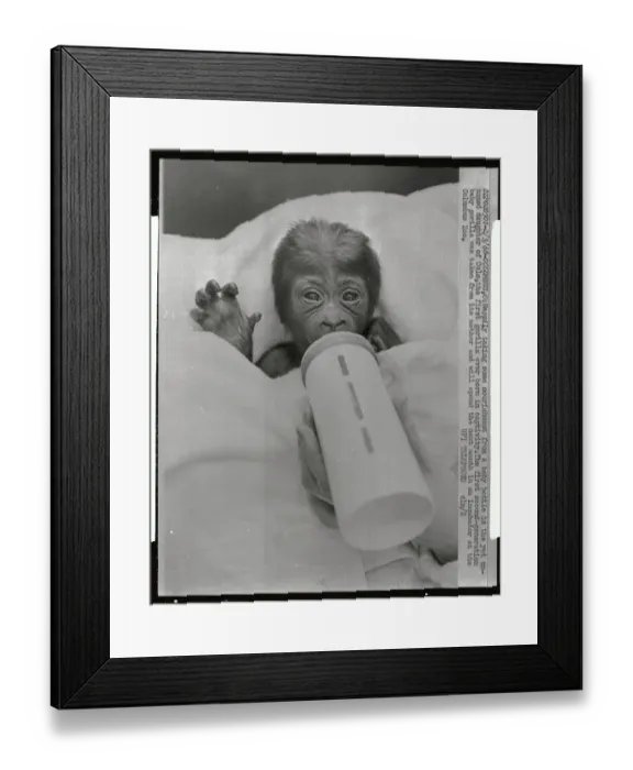 Framed Print : Baby Gorilla Sucking on Bottle