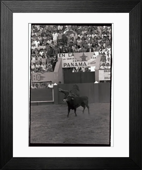 Framed Print : Bull Tossing Fighter into the Air Framed Print : Bull Tossing Fighter into the Air