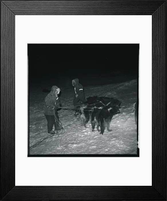 Framed Print : Eskimo Dog Rescue Team Resting for the Night Framed Print : Eskimo Dog Rescue Team Resting for the Night
