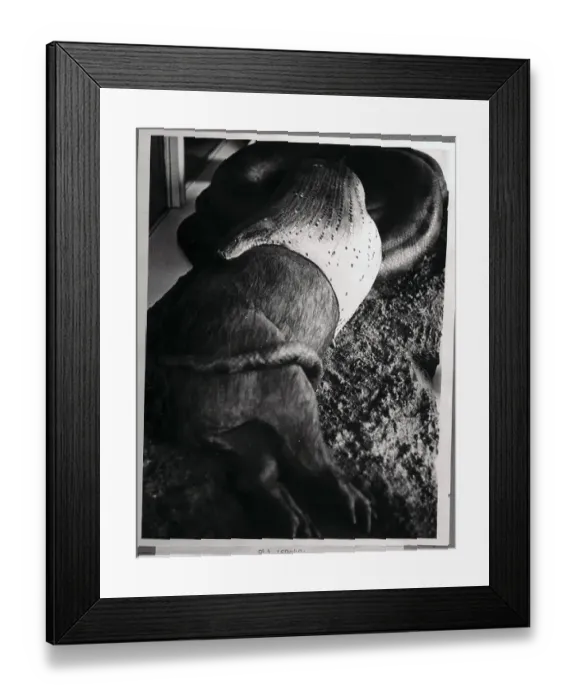 Framed Print : A Snake Swallowing a Pig Whole Framed Print : A Snake Swallowing a Pig Whole
