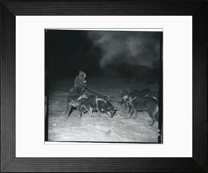 Framed Print : Man Guiding Dogs to Stop for the Night Framed Print : Man Guiding Dogs to Stop for the Night