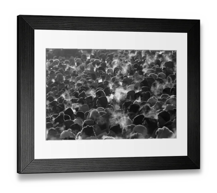 Framed Print : Green Bay Fans at NFL Championship Framed Print : Green Bay Fans at NFL Championship