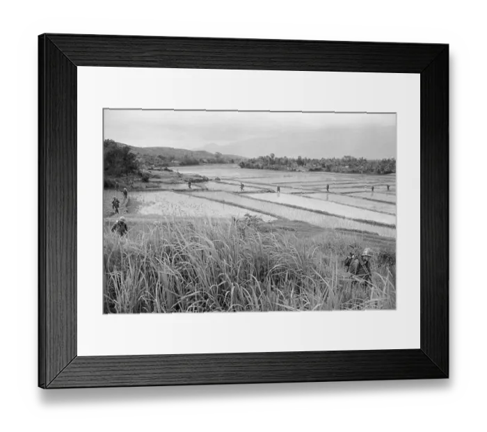 Framed Print : US Marines Crossing Rice Paddy Framed Print : US Marines Crossing Rice Paddy