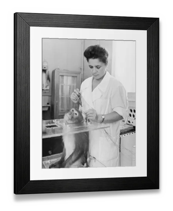Framed Print : Woman Performing Experiment on Live Monkey Framed Print : Woman Performing Experiment on Live Monkey