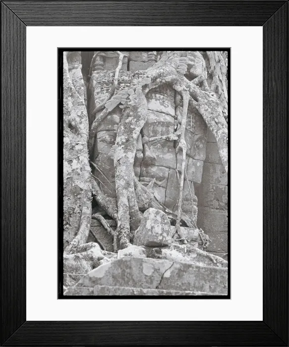 Framed Print : Vines Growing Entirely Over the Wall Framed Print : Vines Growing Entirely Over the Wall