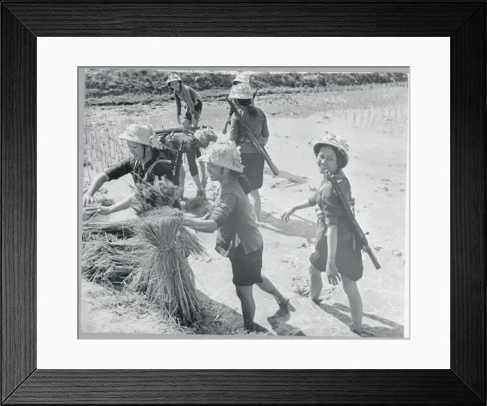 Framed Print : Female Soldiers Planting Rice Framed Print : Female Soldiers Planting Rice