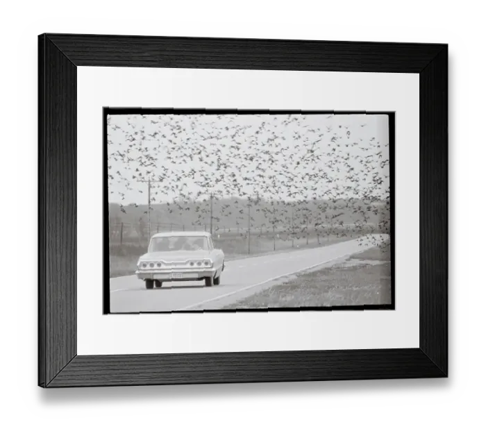 Framed Print : Migrating Birds Descending on Road Framed Print : Migrating Birds Descending on Road