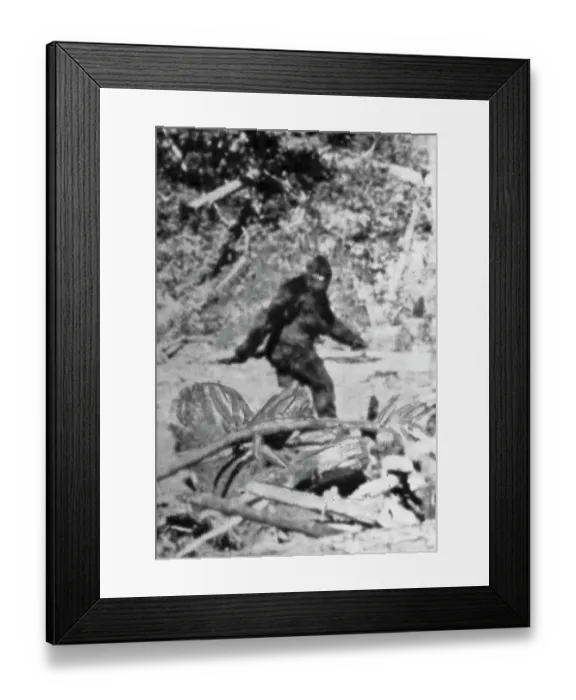 Framed Print : Alleged Photo of Bigfoot Framed Print : Alleged Photo of Bigfoot