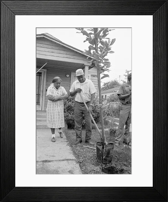 Framed Print : Mother Wateches Son Plant Tree in Yard Framed Print : Mother Wateches Son Plant Tree in Yard
