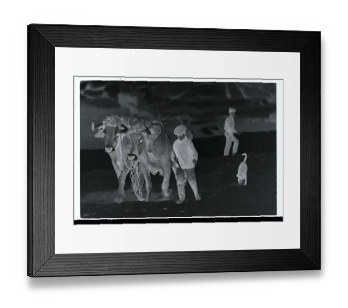 Framed Print : Boy Leading His Oxen
