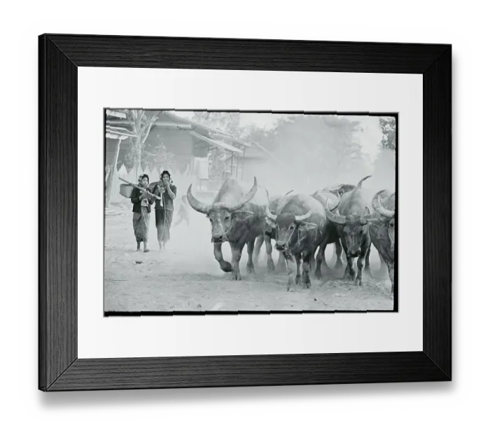 Framed Print : Oxen Driven Through Thai Village