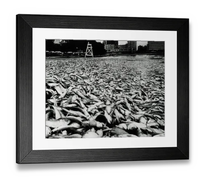 Framed Print : Thousands of Washed Up Fish Covering Beach Framed Print : Thousands of Washed Up Fish Covering Beach