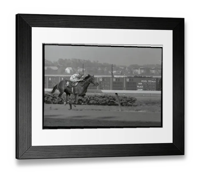 Framed Print : Willie Shoemaker on Damascus Winning Belmont Stakes Framed Print : Willie Shoemaker on Damascus Winning Belmont Stakes