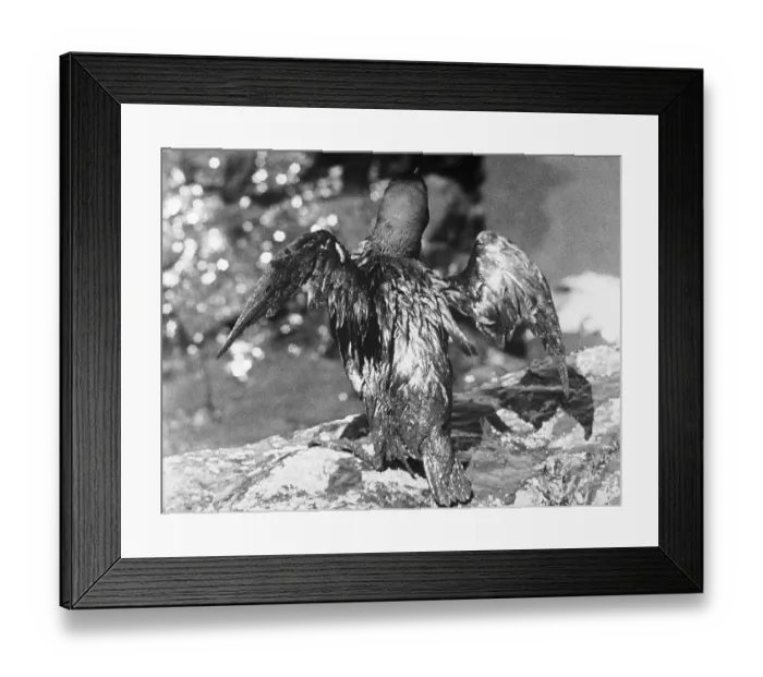 Framed Print : Bird Coated with Oil Framed Print : Bird Coated with Oil