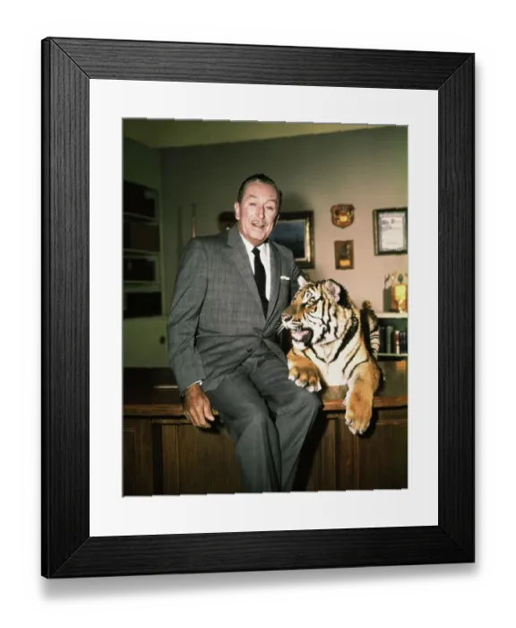 Framed Print : Walt Disney in His Office with Tiger From One of His Movies