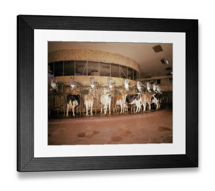 Framed Print : Milking Machine Framed Print : Milking Machine