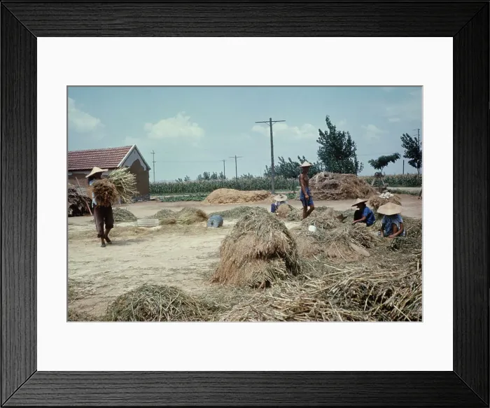 Framed Print : Farm Workers In China Framed Print : Farm Workers In China