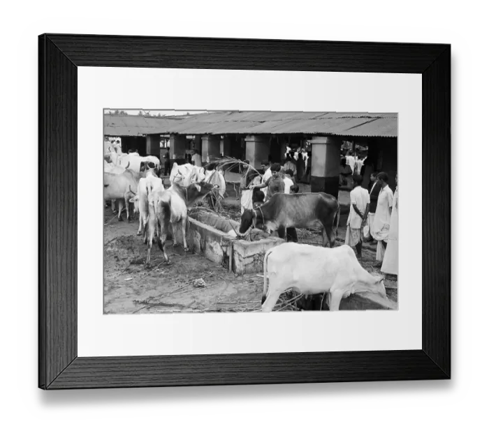 Framed Print : Hindus in India Feed Sacred Cattle Framed Print : Hindus in India Feed Sacred Cattle