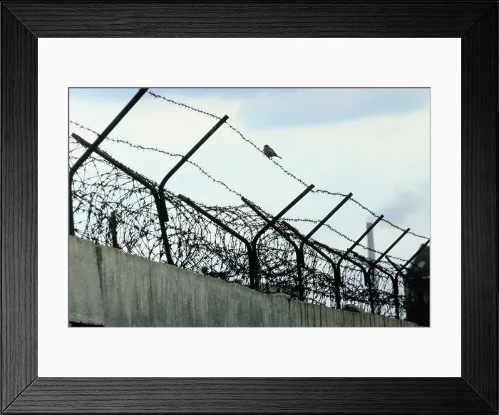 Framed Print : Barbed Wire Wall Framed Print : Barbed Wire Wall