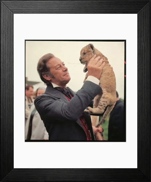 Framed Print : Rex Harrison Holding Small Tiger in the Air Framed Print : Rex Harrison Holding Small Tiger in the Air