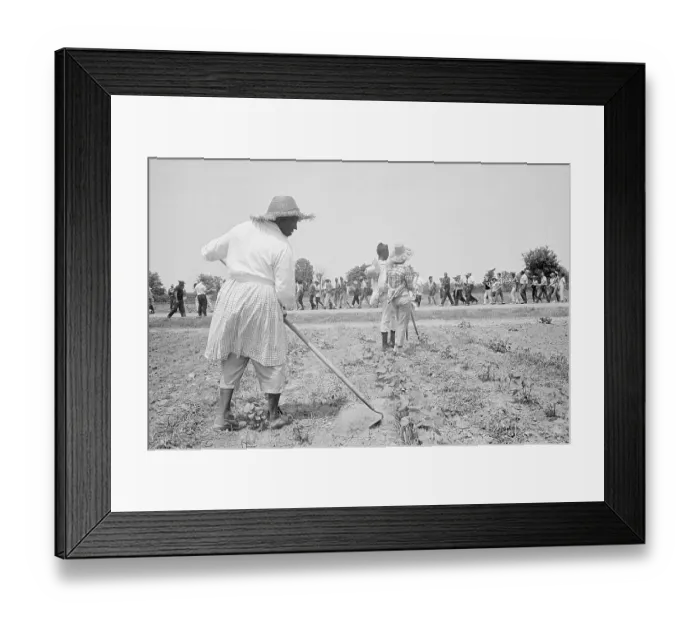 Framed Print : Plantation Workers Greeting Marchers Framed Print : Plantation Workers Greeting Marchers