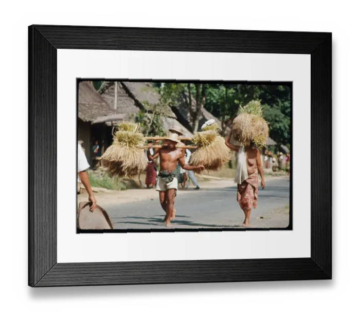 Framed Print : Villagers Carry Rice on Their Heads Framed Print : Villagers Carry Rice on Their Heads