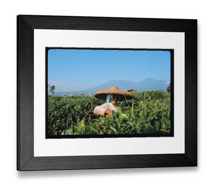 Framed Print : Indonesian Women Picking Tea in Field Framed Print : Indonesian Women Picking Tea in Field