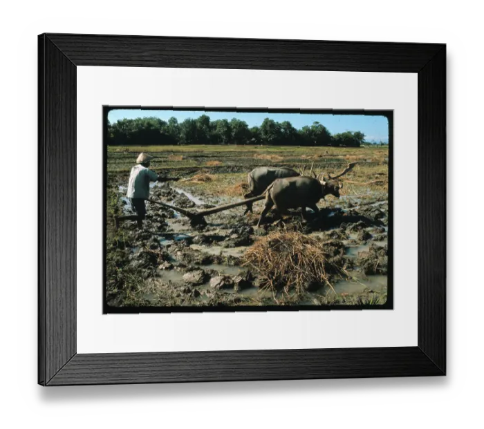 Framed Print : Indonesian Man Using Plow in Field Framed Print : Indonesian Man Using Plow in Field