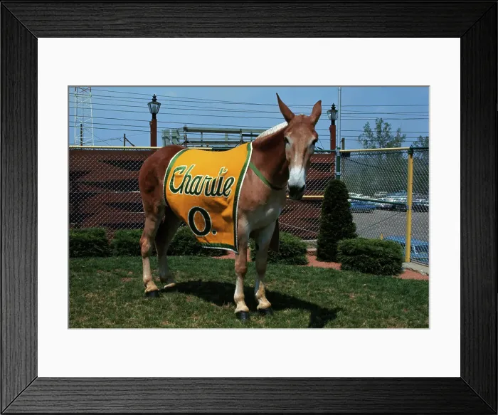 Framed Print : Portrait of Mule Mascot Charlie O Framed Print : Portrait of Mule Mascot Charlie O