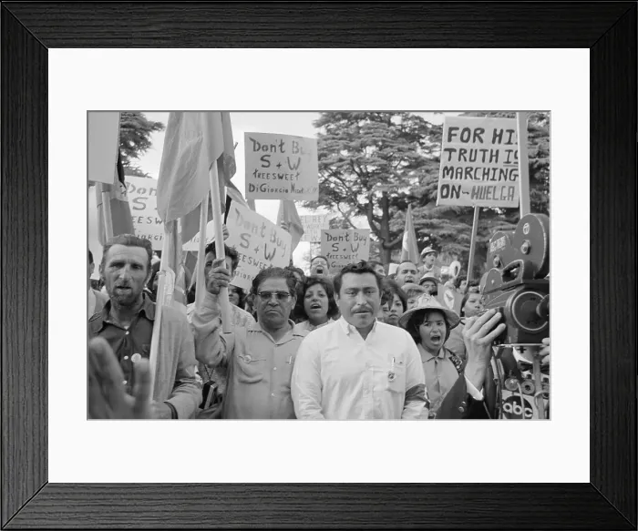 Framed Print : Grape Strikers Protesting with Signs Framed Print : Grape Strikers Protesting with Signs