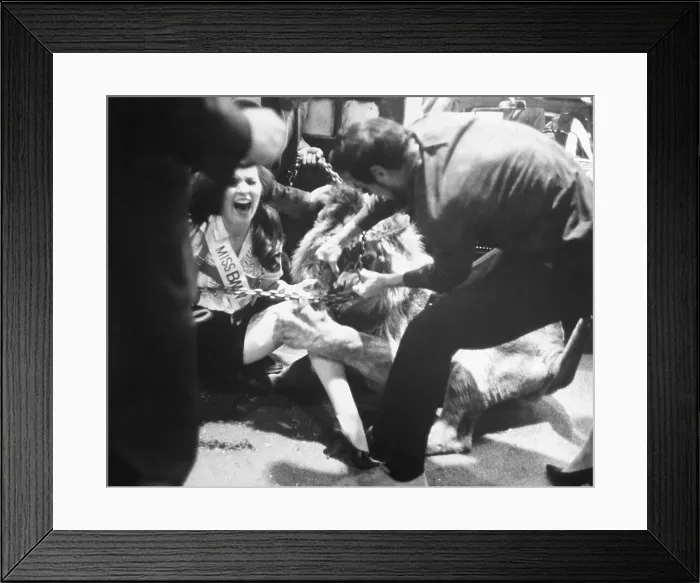 Framed Print : Publicity Stunt Backfires Framed Print : Publicity Stunt Backfires