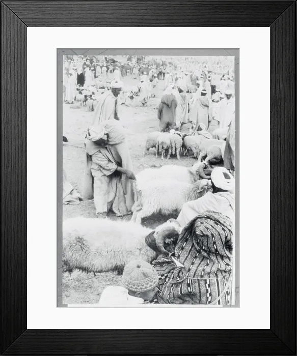 Framed Print : Prospective Buyer Inspecting Sheep Framed Print : Prospective Buyer Inspecting Sheep