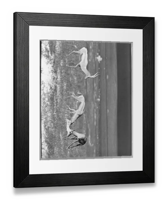 Framed Print : Gazelles Playing in Habitat Framed Print : Gazelles Playing in Habitat
