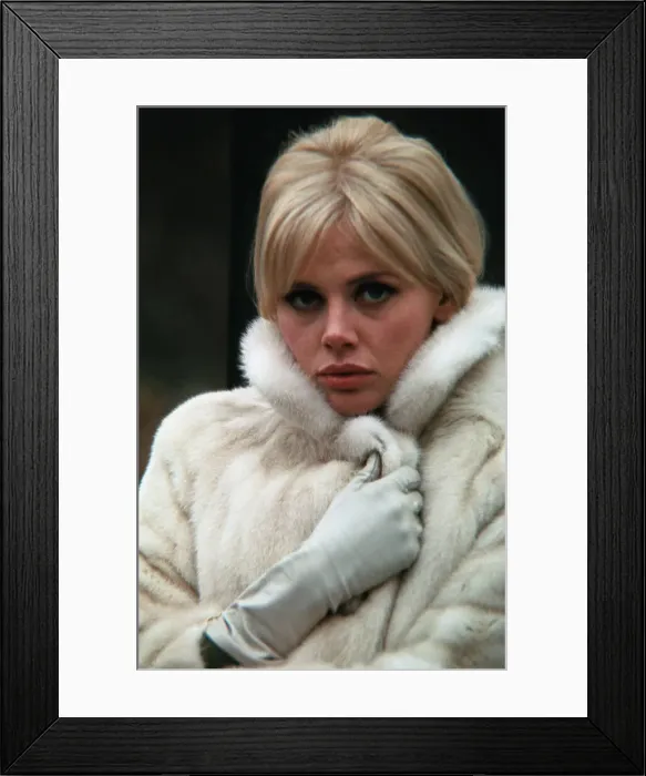 Framed Print : Actress Britt Ekland Clutching Her White Fur Coat Framed Print : Actress Britt Ekland Clutching Her White Fur Coat